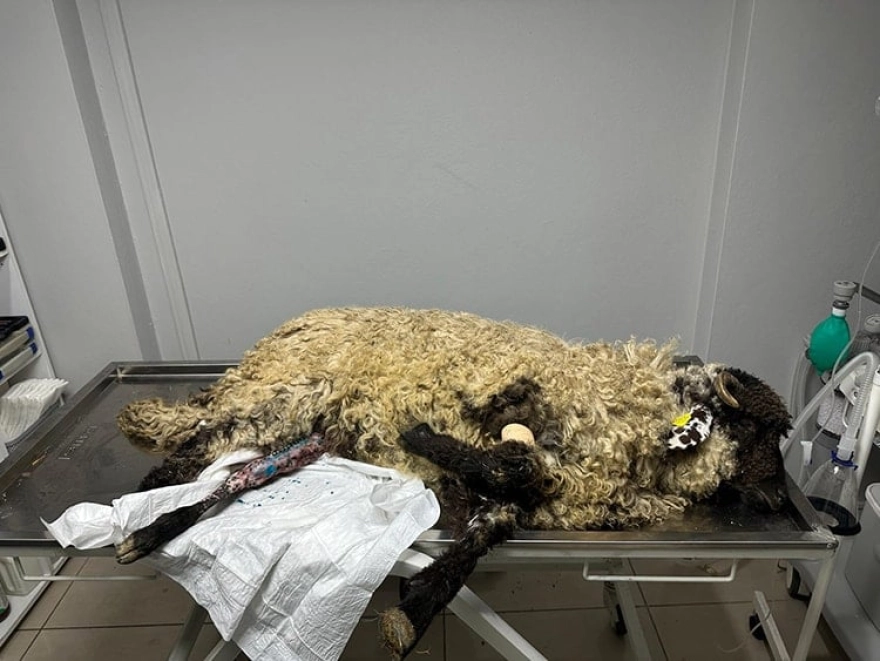 Ayağı kırılan kuzuya platin taktıran besiciden dikkat çeken açıklama: 'Satmayı düşünmüyoruz'