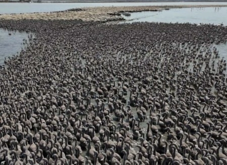 Eşi görülmemiş mucize: 13 bin yavru dünyaya geldi