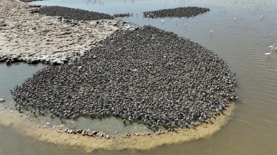 Eşi görülmemiş mucize: 13 bin yavru dünyaya geldi