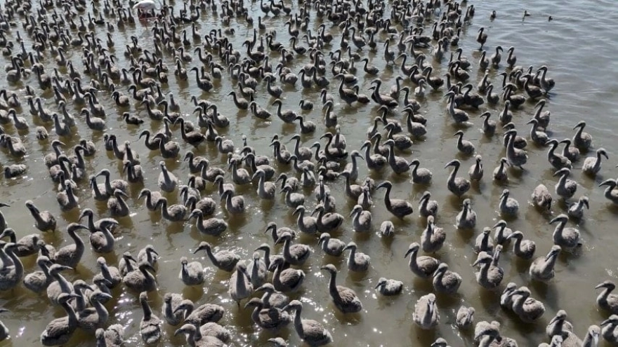 Eşi görülmemiş mucize: 13 bin yavru dünyaya geldi