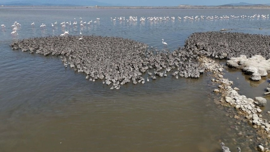 Eşi görülmemiş mucize: 13 bin yavru dünyaya geldi