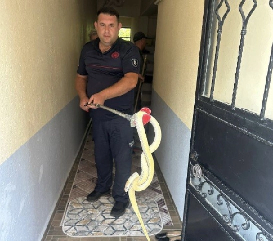 Gönen'de eve giren yılan korkuttu