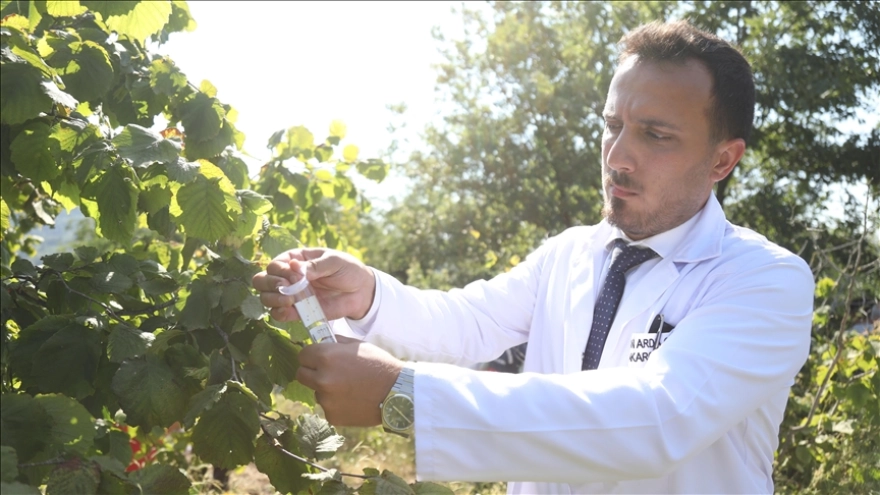 Karadeniz Bölgesi'nde Kahverengi Kokarca ile Biyolojik Mücadele: Sülün ve Samuray Arıcığı Doğaya Salındı