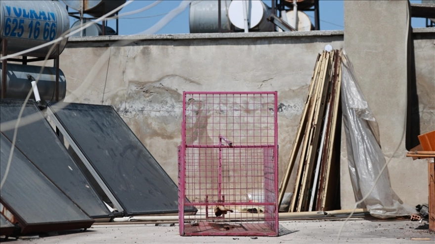 Mersin'de Site Sakinleri, Evlere Giren Maymunu Yakalamak İçin Kafes Kurdu