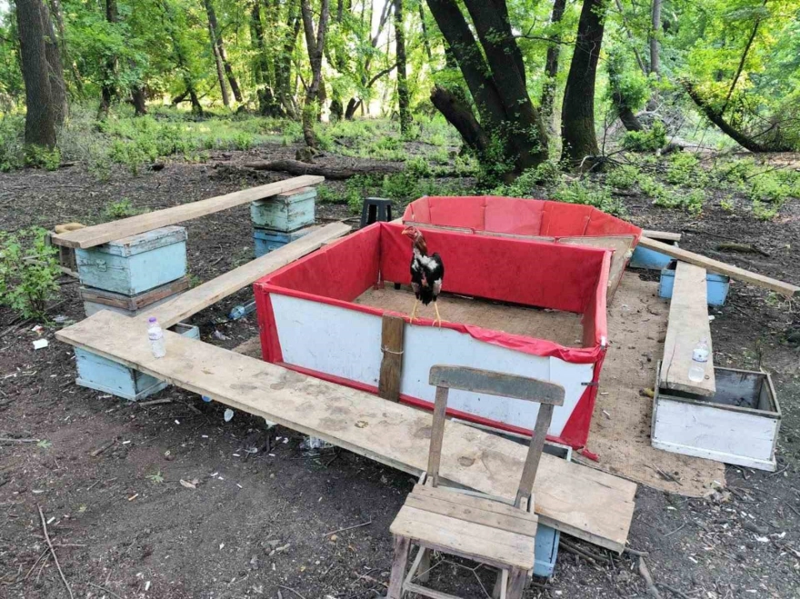 Hayvanları koruma derneği başkanı horoz dövüşü yaparken yakalandı