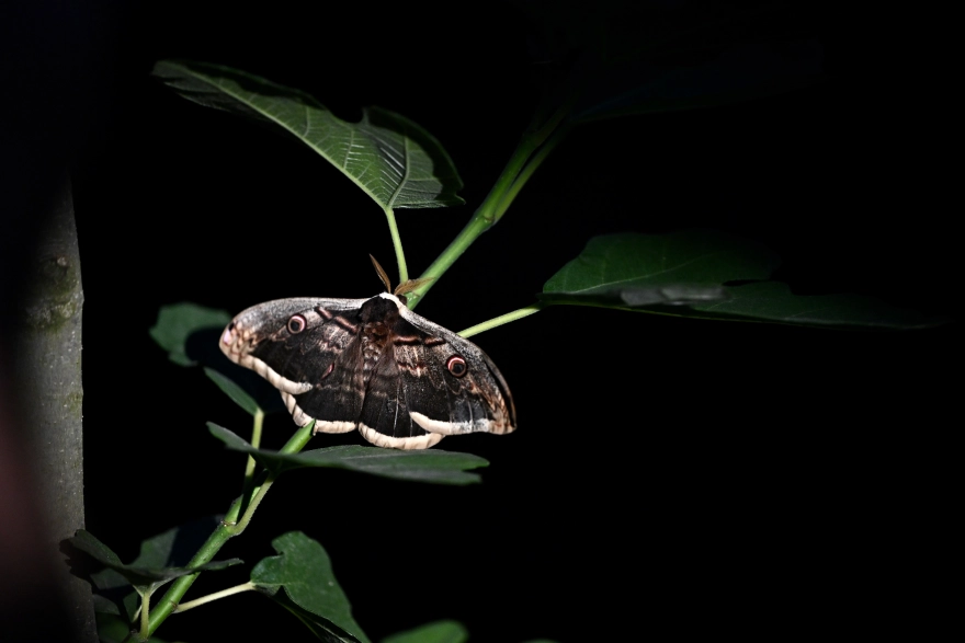 Kanat Açıklığı 15 Santimetre Olan Tavus Kelebeği Bulundu