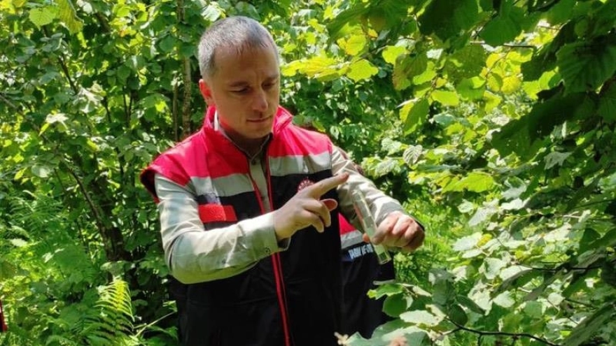 Rize'de 50 Bin Samuray Arısı Doğaya Bırakıldı