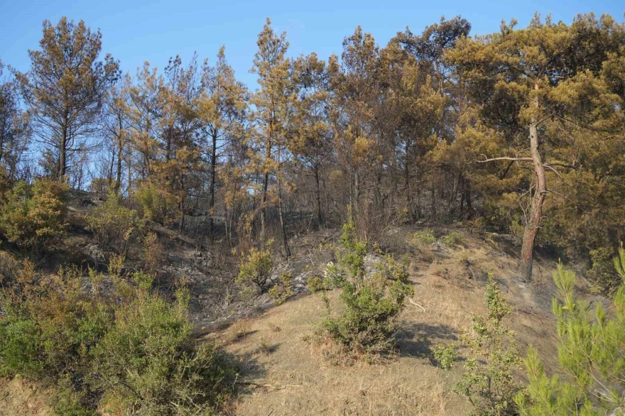 Havran’daki orman yangınına havadan müdahale sona erdi
