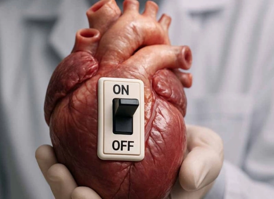Bilim insanları kalpteki bir 'aç/kapat' düğmesinin işlevini aydınlattı