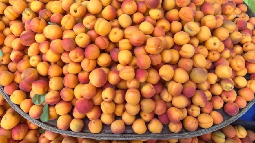 Ticaret Bakan Yardımcısı Gürcan, Iğdır'da kayısının 1 TL, İstanbul'da ise 120 TL'ye satıldığı iddiaları üzerine inceleme başlatıldığını duyurdu