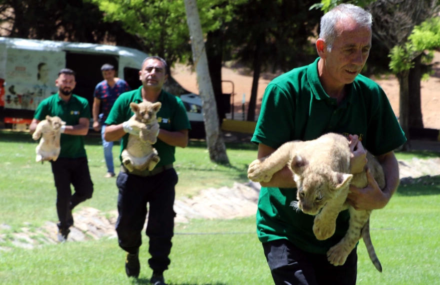 Cumhurbaşkanı Erdoğan'a Hediye Edilen Aslanlar Üçüz Yavruladı
