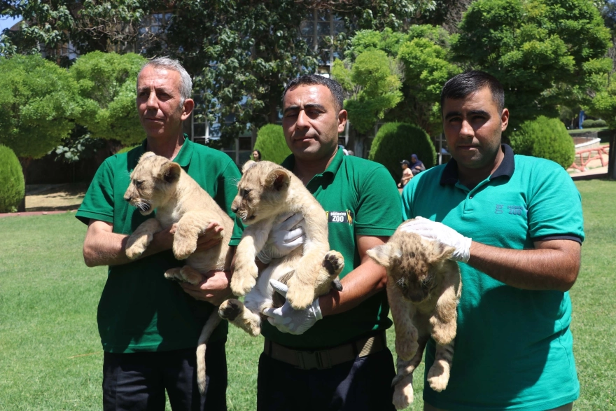 Cumhurbaşkanı Erdoğan'a Hediye Edilen Aslanlar Üçüz Yavruladı