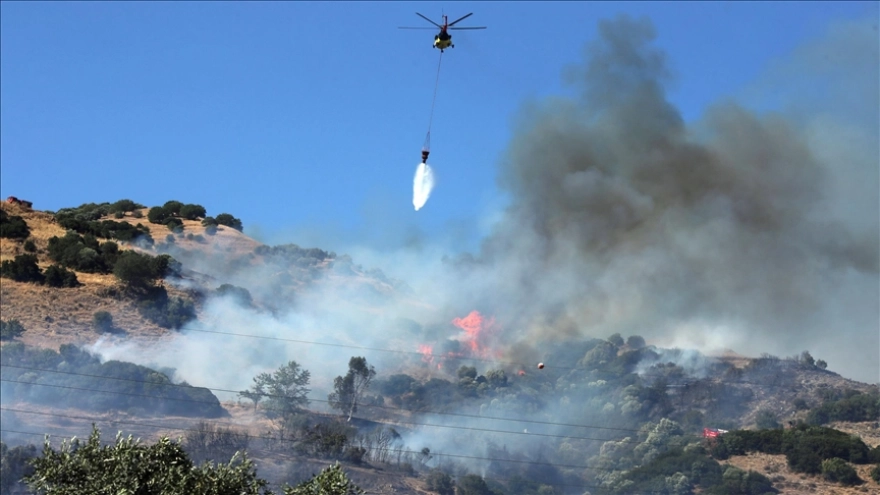 Aydın'da zeytinlik alanda yangın meydana geldi