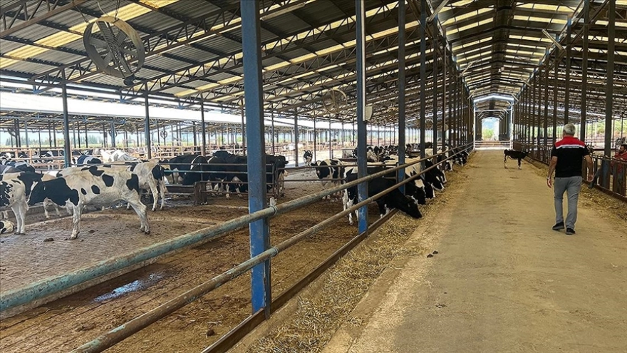 Yangında kurtarılan 4 bin hayvan sahiplerine teslim edildi