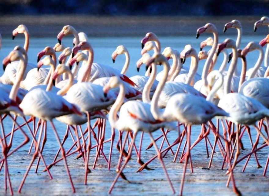 Flamingo cenneti 'Sakin Şehir' unvanı için ilk adımı attı