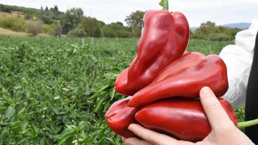 Kırmızı, Yeşil ve Sarı Dolmalık Biber: Sağlık Faydaları ve Dikkat Edilmesi Gerekenler