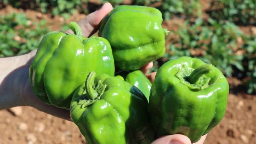 Kırmızı, Yeşil ve Sarı Dolmalık Biber: Sağlık Faydaları ve Dikkat Edilmesi Gerekenler