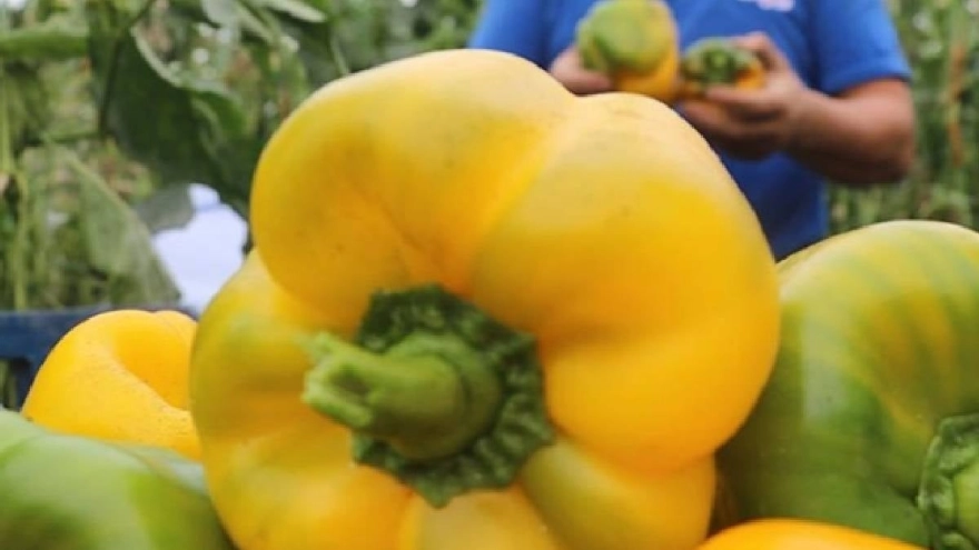 Kırmızı, Yeşil ve Sarı Dolmalık Biber: Sağlık Faydaları ve Dikkat Edilmesi Gerekenler