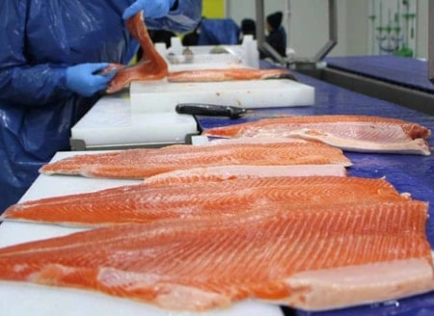 BBC araştırmasına göre en sağlıklı balık açıklandı: 100 üzerinden 89 puan aldı