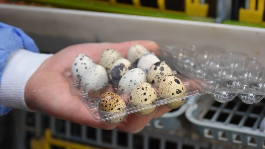 Tavuk Yumurtası mı Bıldırcın Yumurtası mı? Hangisi Daha Sağlıklı?