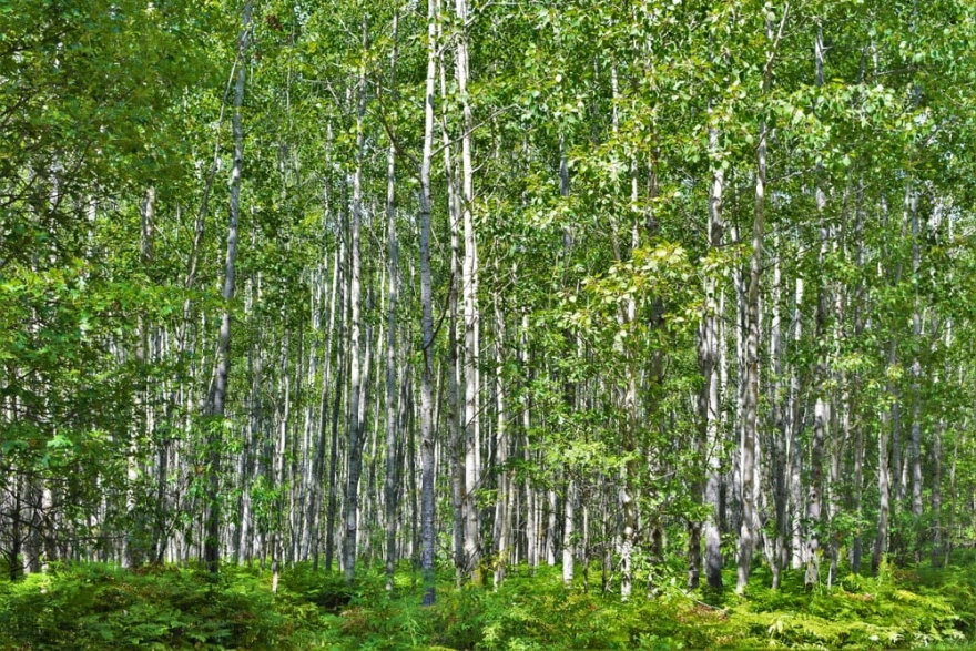 Kurtların Dönüşüyle 80 Yıldır Görülmeyen Ağaçlar Yeniden Ortaya Çıktı