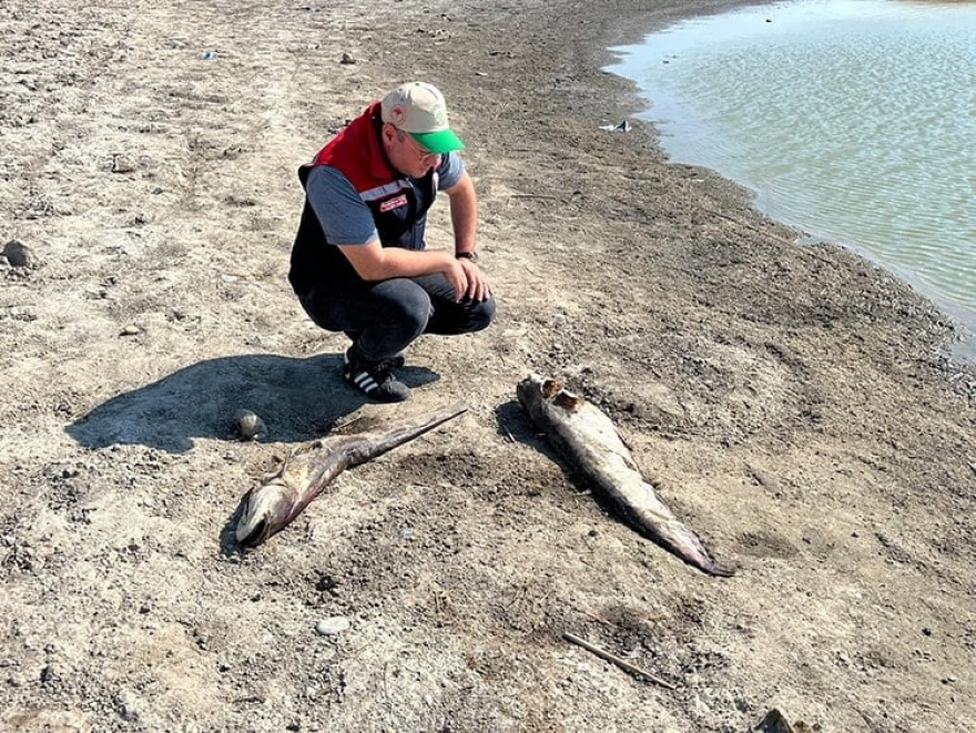 Tekirdağ'da Kuraklık: Göletteki Balıklar Can Verdi