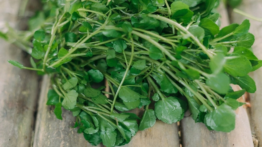Dünyanın En Sağlıklı Sebzesi Su Teresi: Kimse Bilmiyor Ama Evinizde Yetişebilir