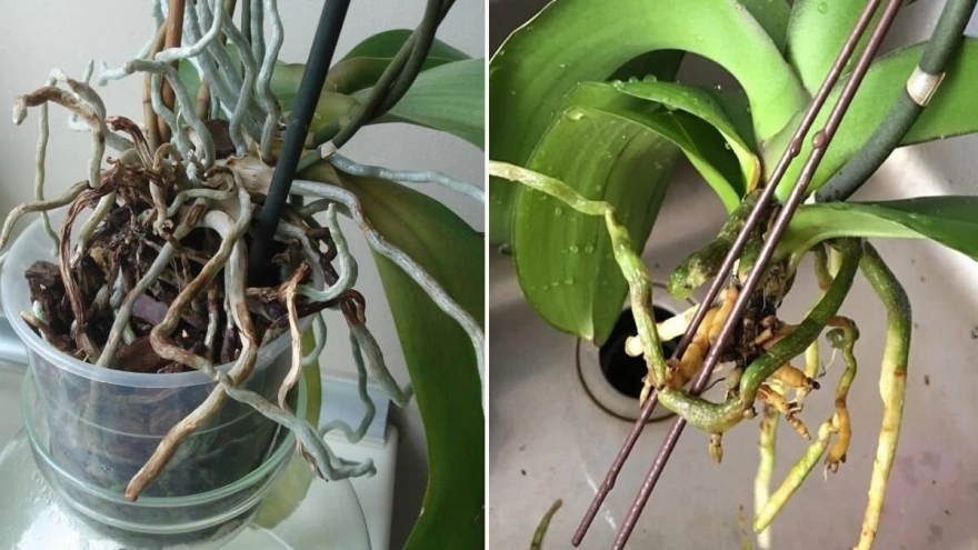 Ev Bitkilerinde Sulama Hatası: Çiçeklerin Gizli Düşmanı