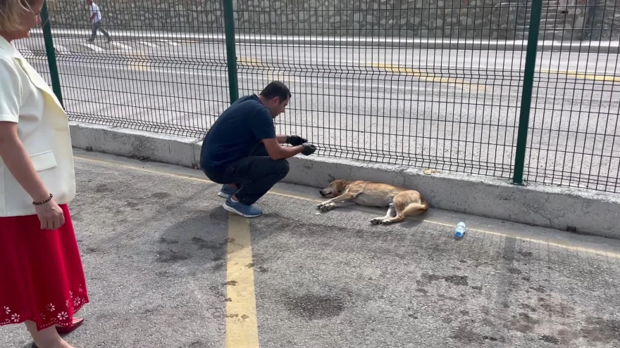 Kandıra Cezaevi yakınlarında bulunan yaralı bir köpeğin tedavisi yapıldı
