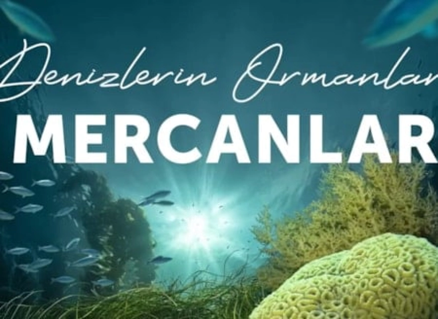 Denizlerdeki Ormanlar: Mercanlar Koruma Altında