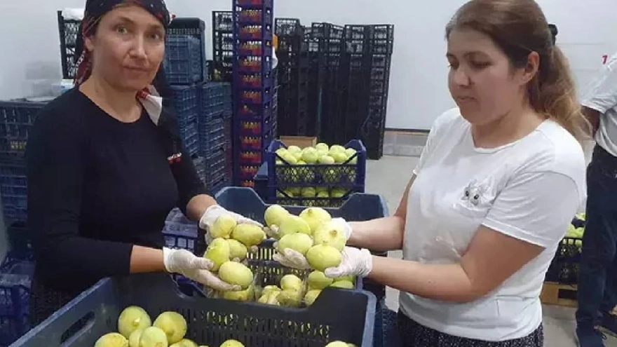 Mut'ta beyaz altın hasadı başladı: Almanya ve Dubai kapış kapış alıyor, taneyle satılıyor