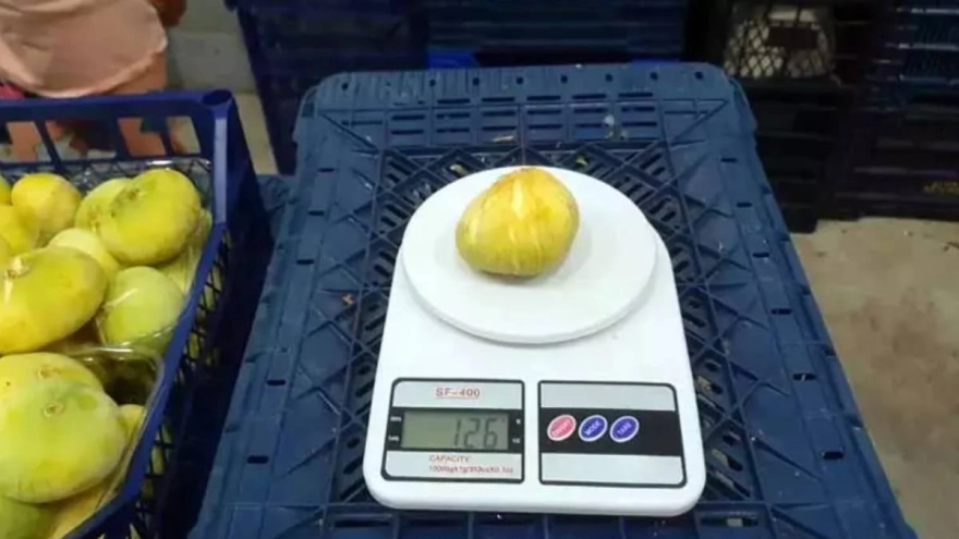 Mut'ta beyaz altın hasadı başladı: Almanya ve Dubai kapış kapış alıyor, taneyle satılıyor