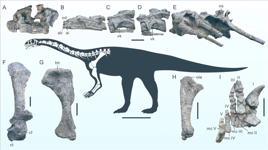 Çin'de yeni bir dinozor türünün fosili keşfedildi