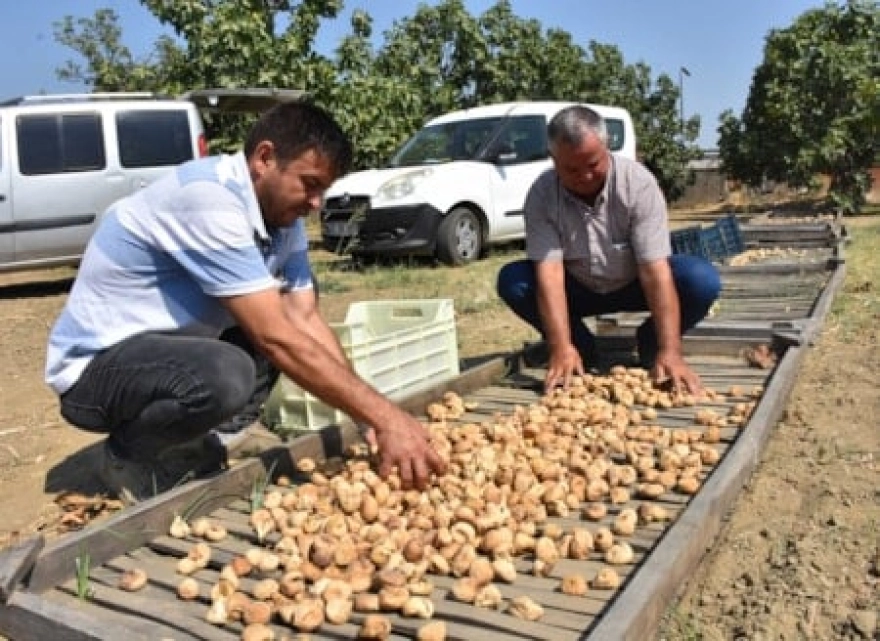 Aydın'da Sezonun İlk Kuru İncirleri Sembolik Fiyatla Alındı