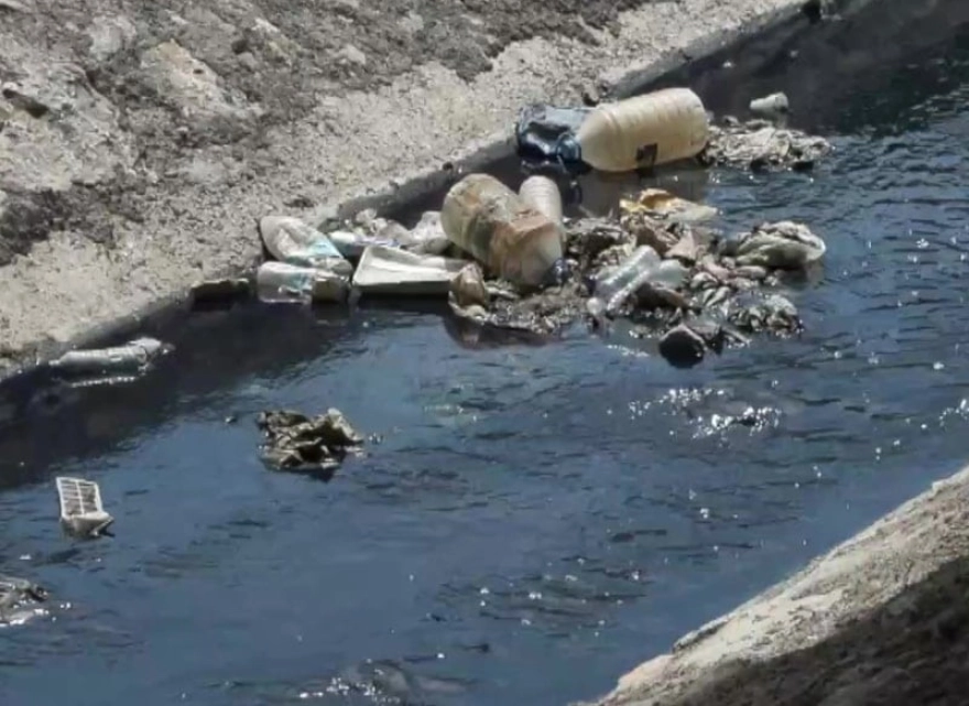 İstanbul'da korkutan görüntü: Atık sular nedeniyle su içen hayvanlar öldü