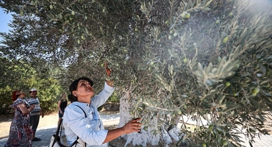 Mut'ta bulunan 1316 yıllık zeytin ağacı hâlâ meyve veriyor