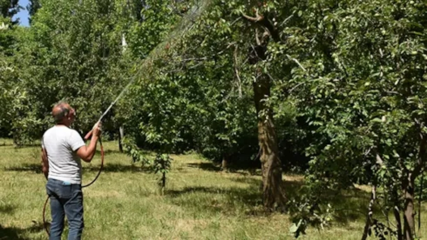 Avrupa'da yasaklı, Türkiye'de kullanılacak: Kiraz ve şeftalide 'köpek ilacı' skandalı