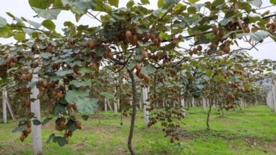 Bağırsaklara kabızlığı unutturuyor: Günde iki kivi tüketen sağlığına kavuşuyor.