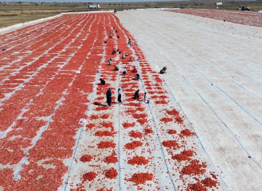 Kuraklık domates rekoltesini olumsuz etkiledi, verim yüzde 20 azaldı