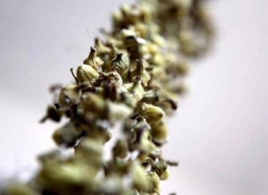 Bahçesine eken bir yılda zenginleşiyor: Yaşı ve kurutulmuşu farklı değerde olan bamyanın kilosu 5 bin liraya satılıyor.