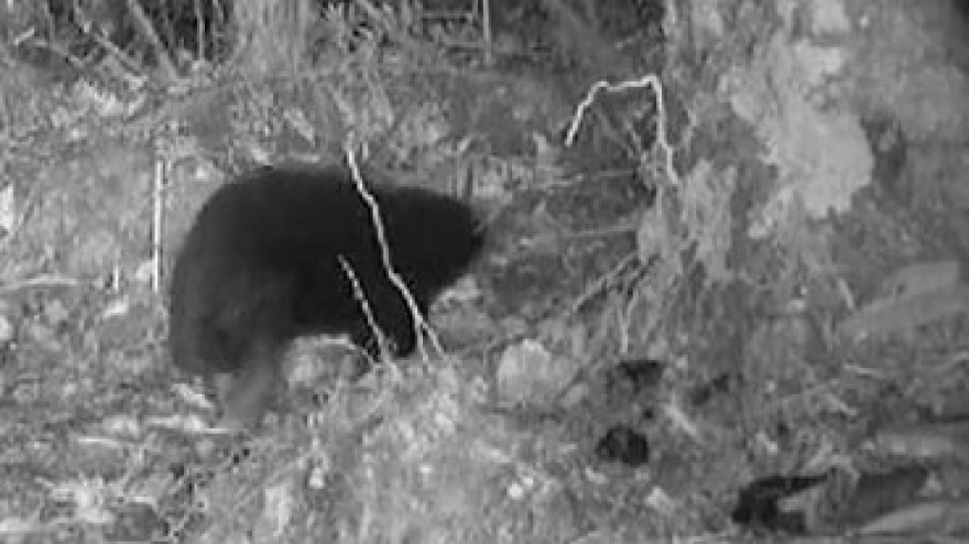 Gizemli mantar, örümcekleri zombiye çeviriyor. Bilim insanları sırada insanların olup olmadığını araştırıyor.