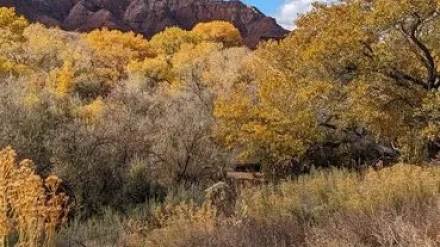 Gizemli mantar, örümcekleri zombiye çeviriyor. Bilim insanları sırada insanların olup olmadığını araştırıyor.
