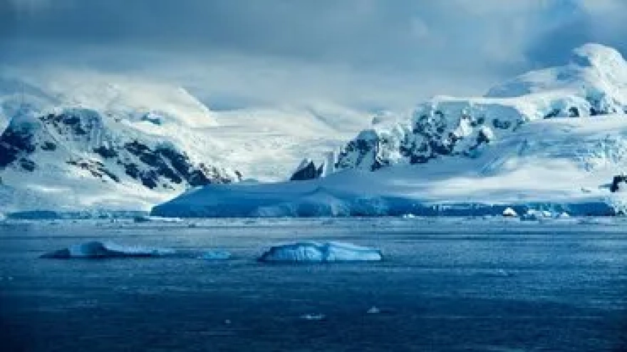 Gizemli mantar, örümcekleri zombiye çeviriyor