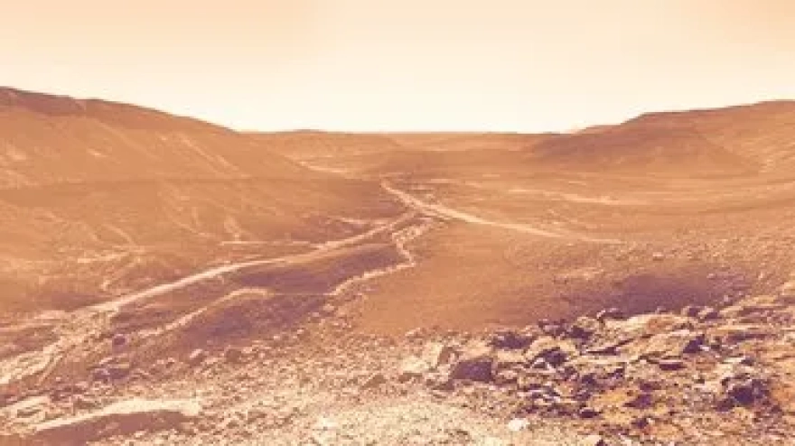 Gizemli mantar, örümcekleri zombiye çeviriyor