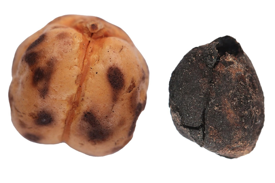 Kütahya Tavşanlı'da 4 bin yıllık nohut ve Konya Çatalhöyük'te 8 bin 600 yıllık ekmek kalıntıları keşfedildi