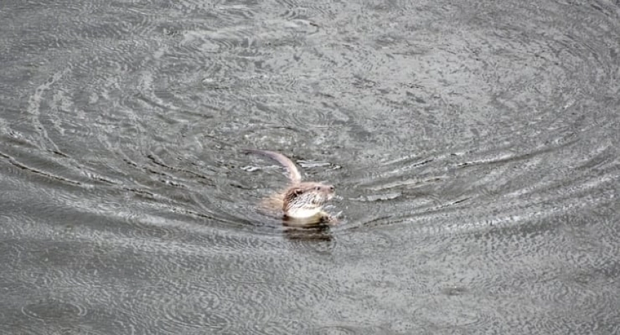 Marmara'da Yeniden Görülen Su Samuru İçin 'İzleme Şart'