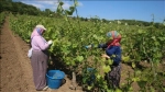 Tokat'ta Coğrafi İşaretli Narince Bağ Yaprağı Hasadı Devam Ediyor