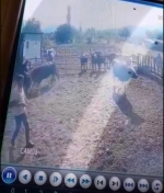 Isparta'da boğa saldırısına uğrayan adam ağır yaralandı