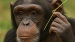 Şempanzelerin Kulak ve Popolarına Çim Sapı Sokmasının Nedeni
