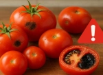 Domateste Salmonella Tehlikesi: Bu İşaretlere Dikkat Edin